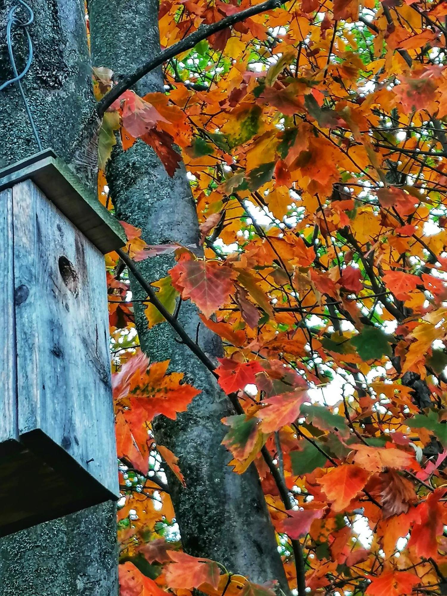 Barkoca Es Szepkilatas Vendeghaz / Cabin Verőcemaros Exteriör bild